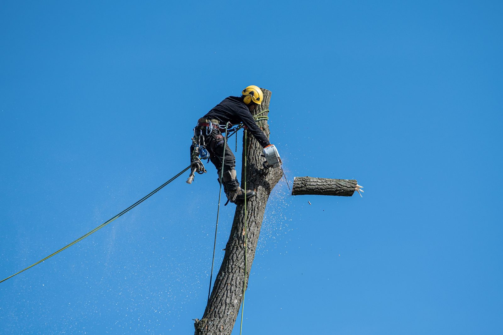 Kestrel crew member trimming a tree from a lift